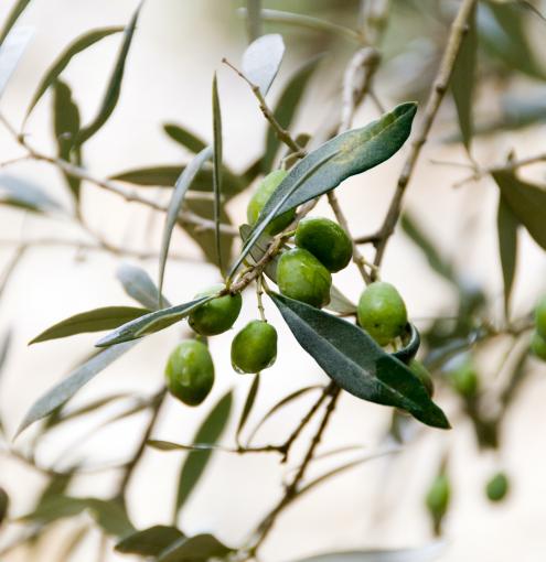 Discover the olive oil of our restaurant Colette