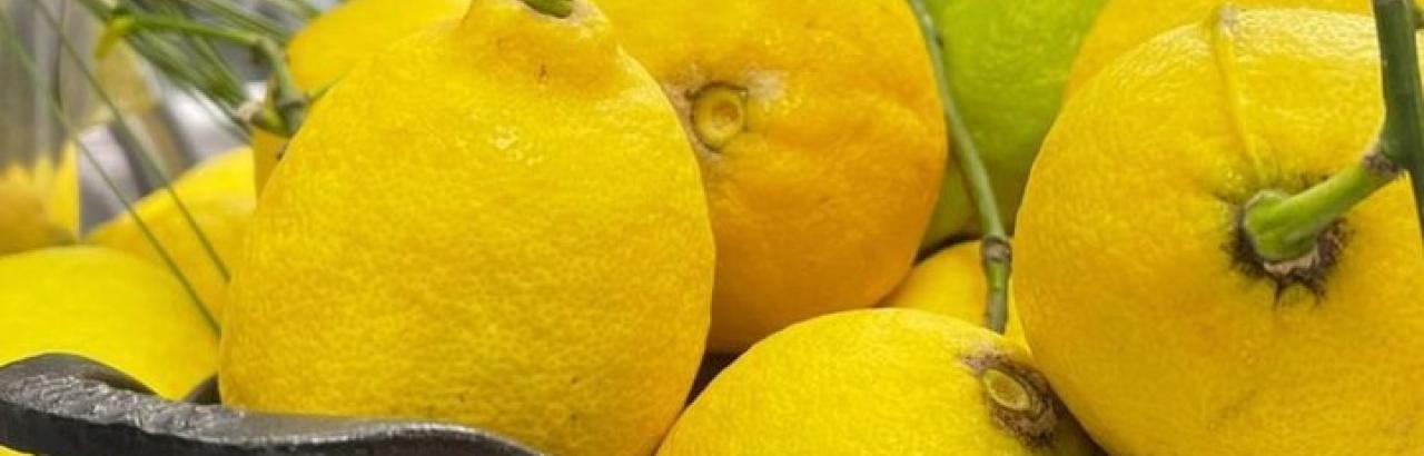 Lemon: the emblem of chef Colinet's cuisine